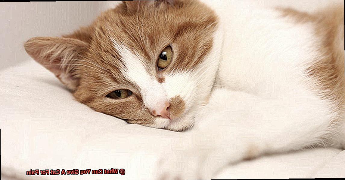 What Do You Give A Cat For Pain What Can You Give A Cat For Pain? - 21Cats.org
