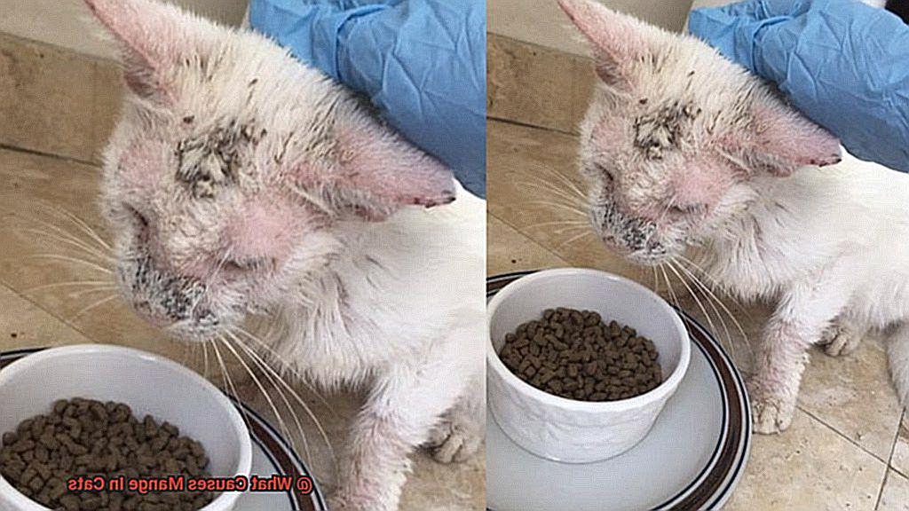 What Causes Mange In Cats-3