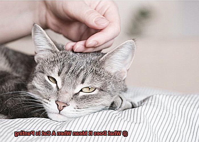 What Does It Mean When A Cat Is Panting-7