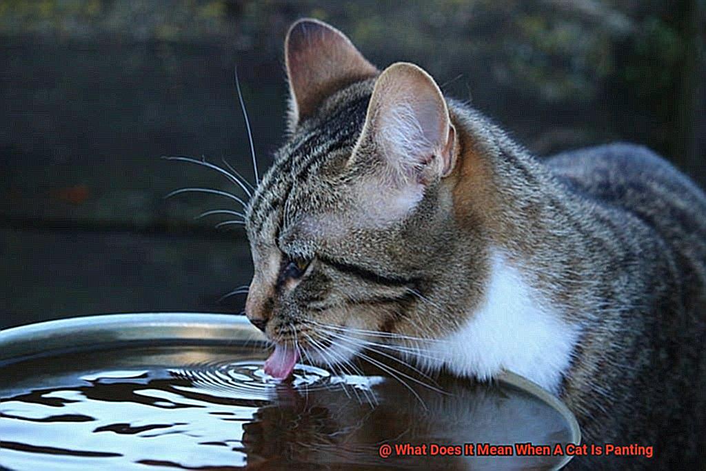 What Does It Mean When A Cat Is Panting-5