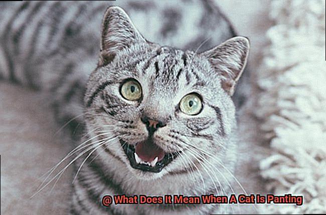 What Does It Mean When A Cat Is Panting-4
