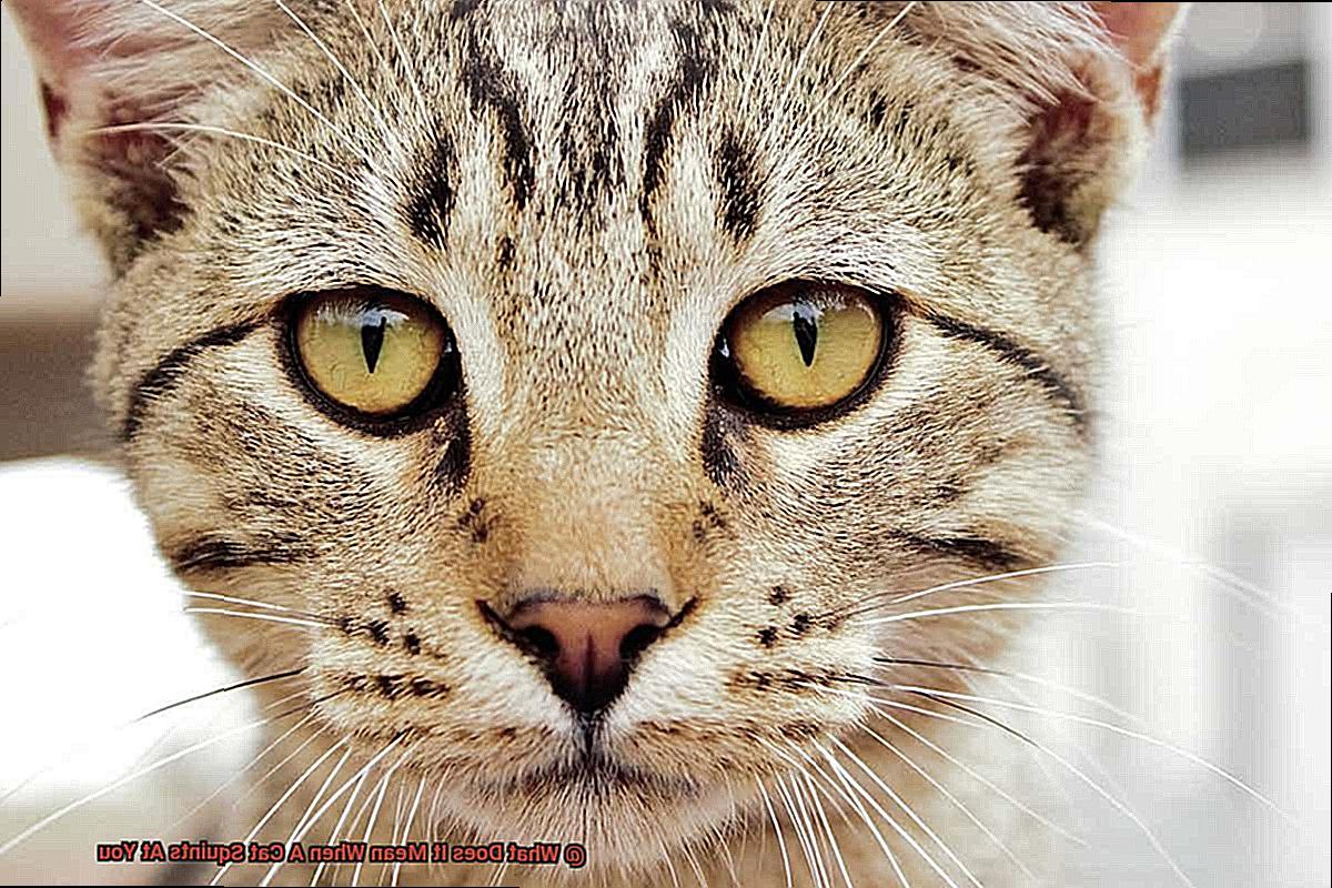 What Does It Mean When A Cat Squints At You-2