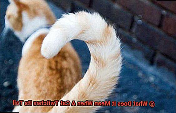 What Does It Mean When A Cat Twitches Its Tail-2