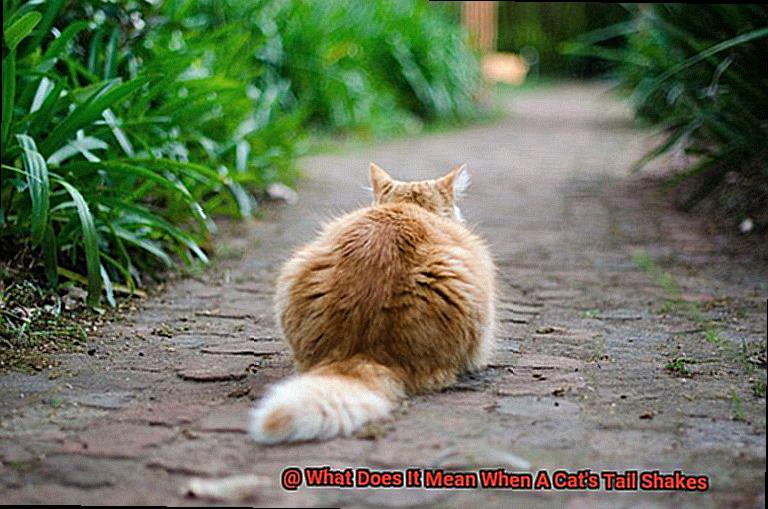 What Does It Mean When A Cat's Tail Shakes-3