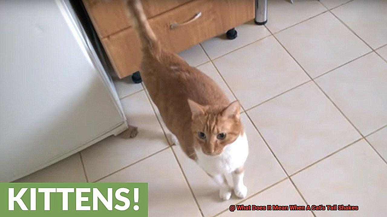 What Does It Mean When A Cat's Tail Shakes-2