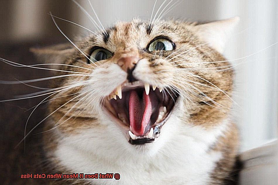 What Does It Mean When Cats Hiss-2