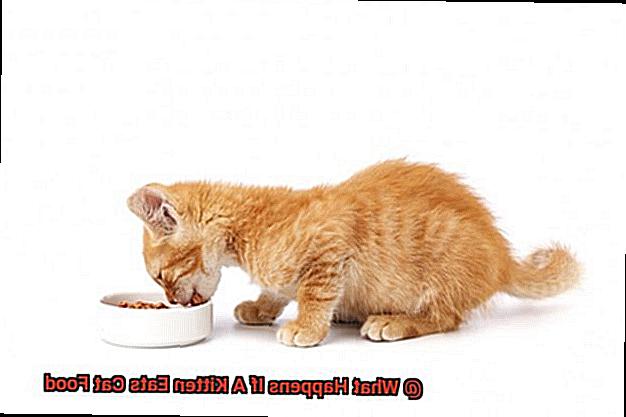 What Happens If A Kitten Eats Cat Food-6