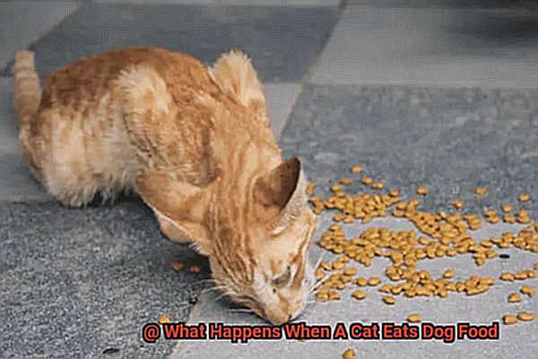 What Happens When A Cat Eats Dog Food-3