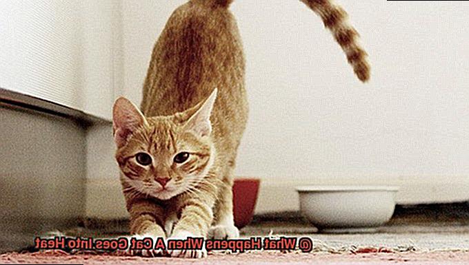 What Happens When A Cat Goes Into Heat-4