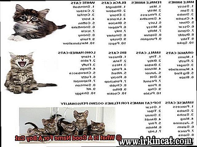 What Is A Good Name For A Boy Cat-2