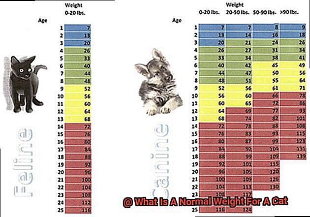 What Is A Normal Weight For A Cat-4