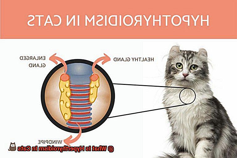 What Is Hyperthyroidism In Cats?