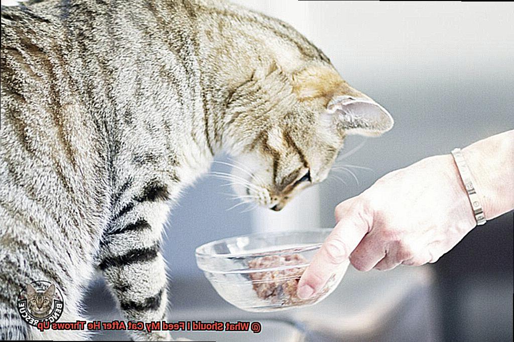 What Should I Feed My Cat After He Throws Up-4
