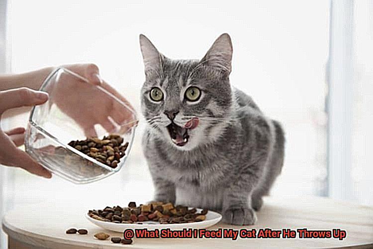 What Should I Feed My Cat After He Throws Up-3