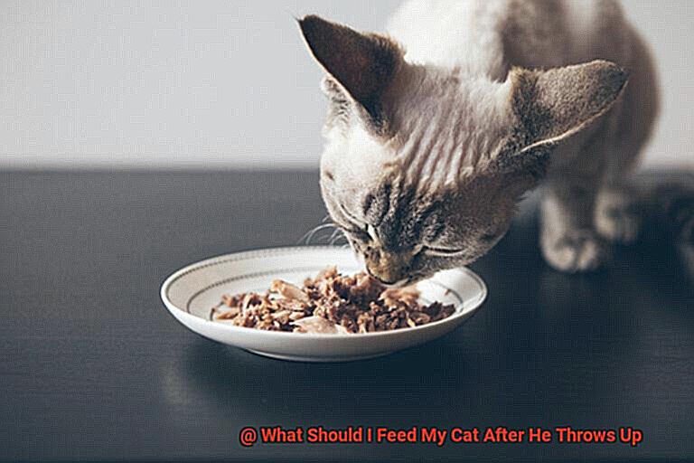 What Should I Feed My Cat After He Throws Up-5