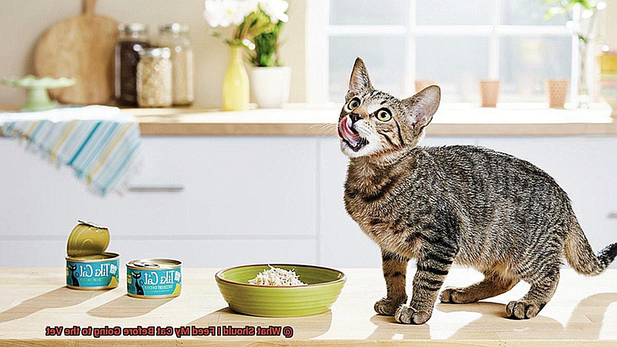 What Should I Feed My Cat Before Going to the Vet-5