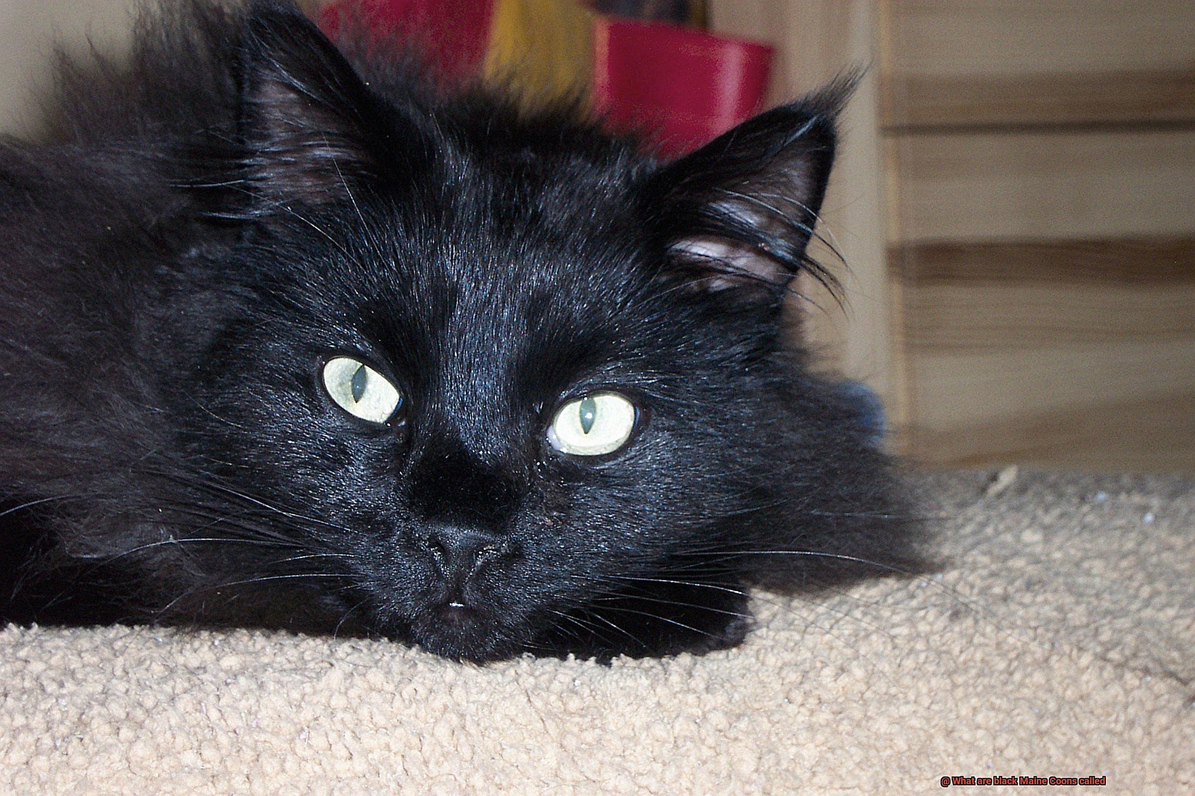 What are black Maine Coons called-3