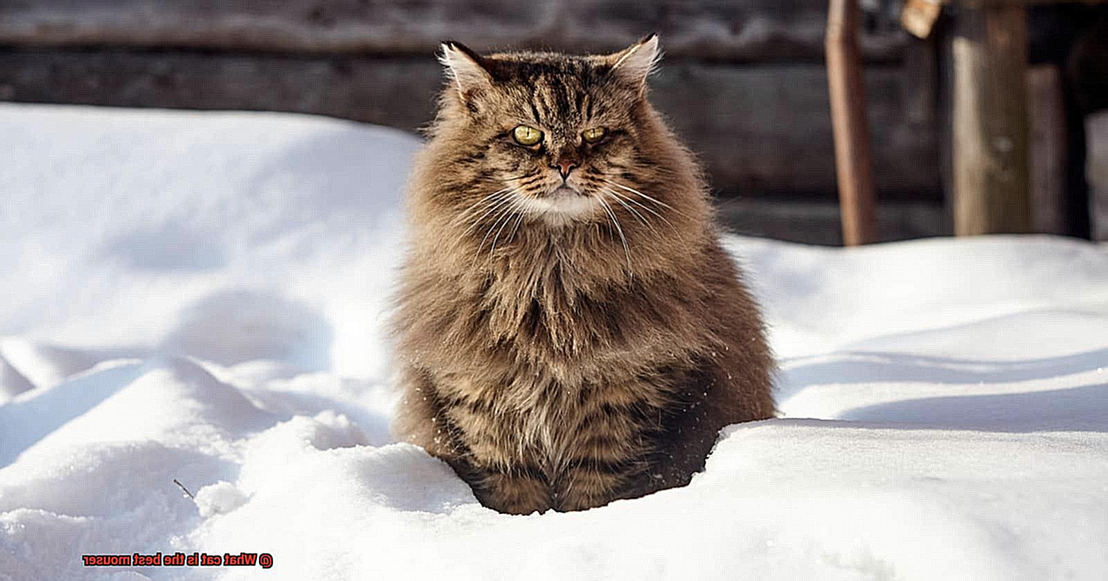 What cat is the best mouser-2