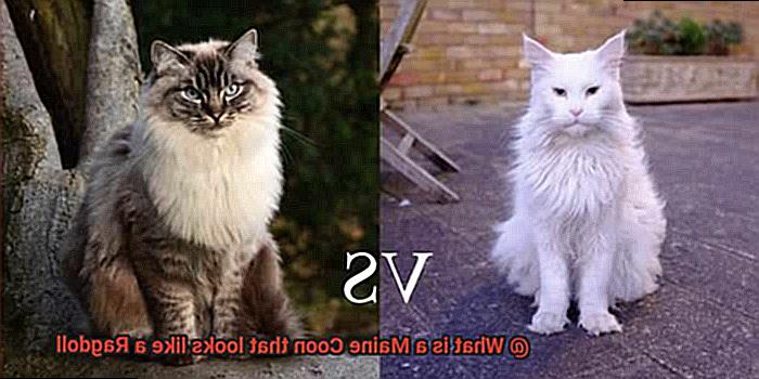 What is a Maine Coon that looks like a Ragdoll-3
