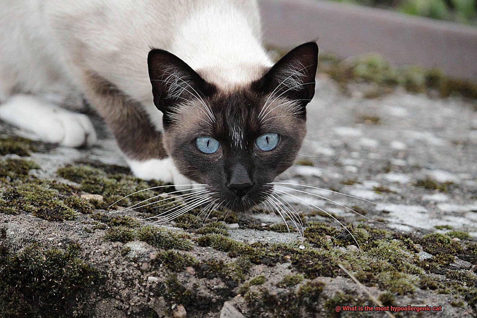 What is the most hypoallergenic cat-4