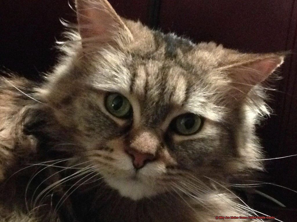 Why Are Maine Coons Called Gentle Giants?