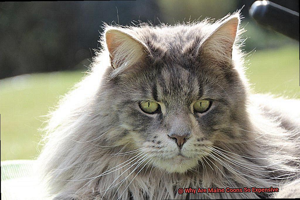 why-are-maine-coons-so-expensive-21cats