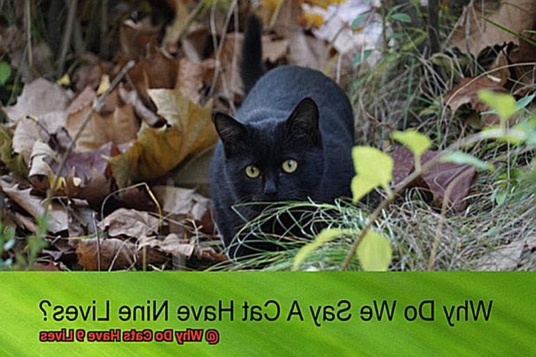 Why Do Cats Have 9 Lives