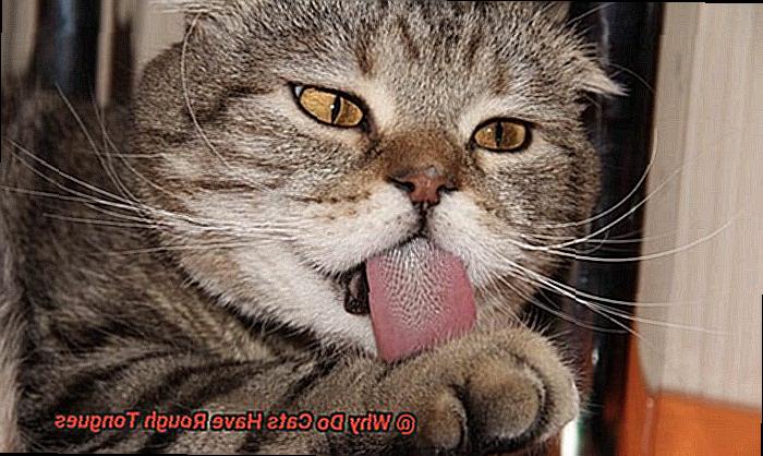 Why Do Cats Have Rough Tongues-2