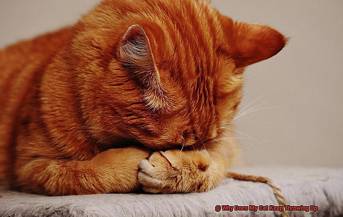 Why Does My Cat Keep Throwing Up-5