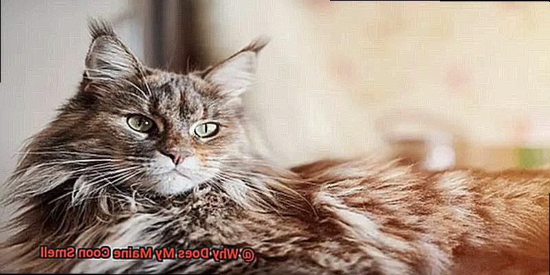 Why Does My Maine Coon Smell-2