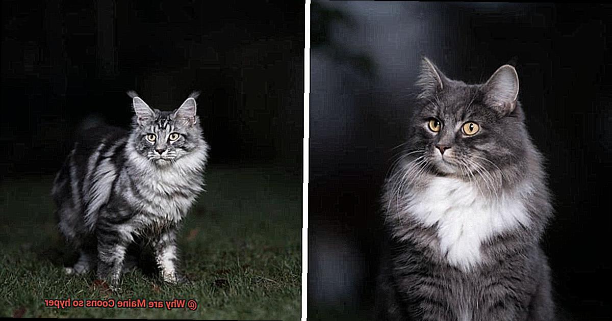 Why doesn't my Maine Coon jump-3