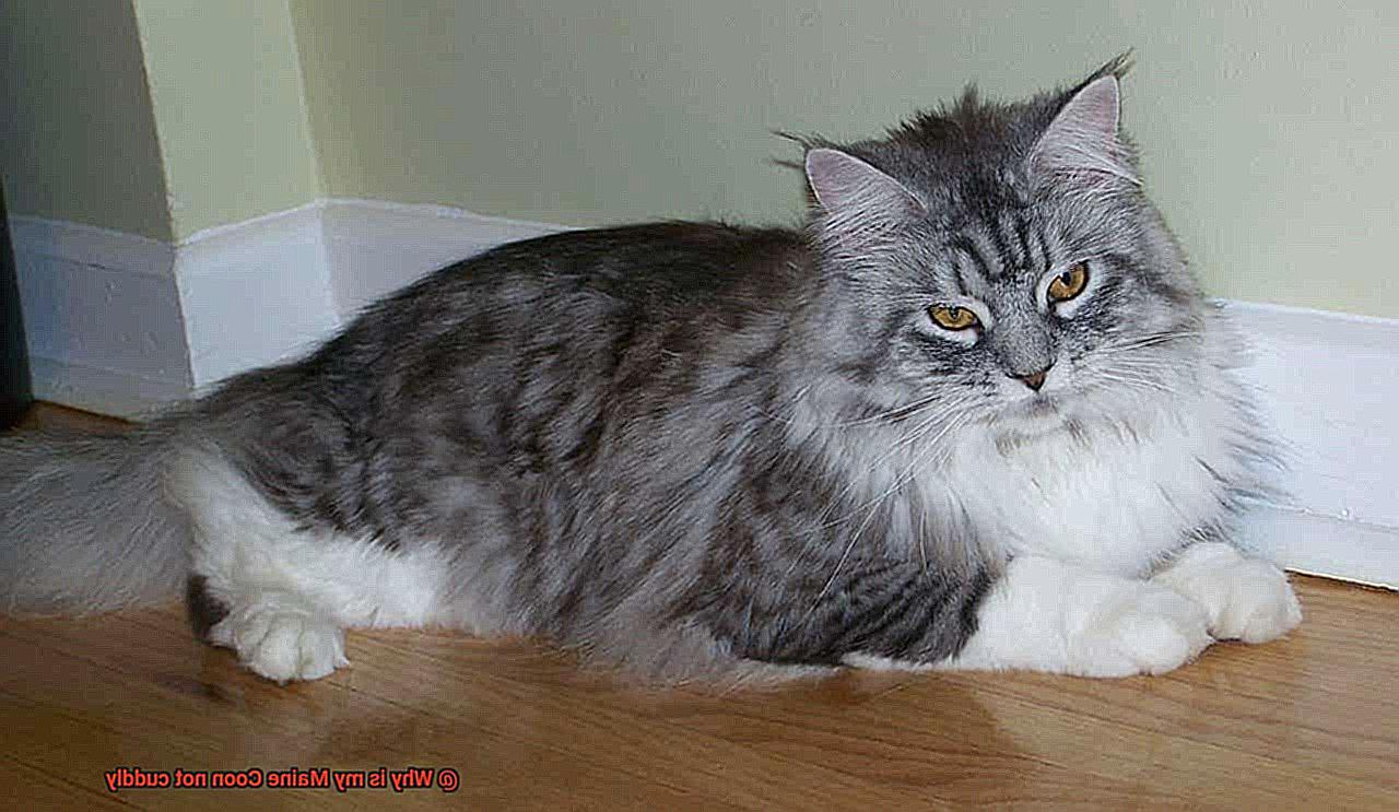 Why is my Maine Coon not cuddly-3