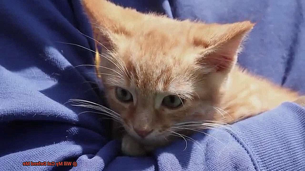 Will My Cat Defend Me-4