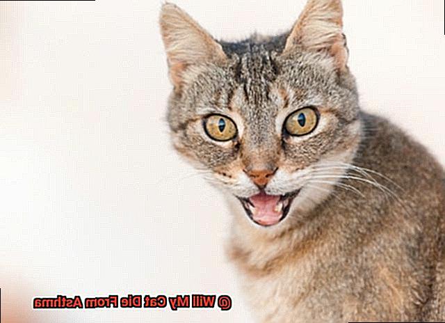 Will My Cat Die From Asthma-5