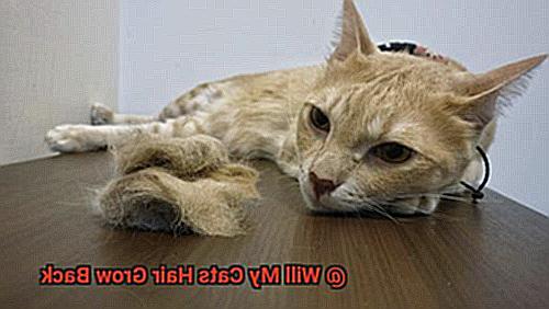 Will My Cats Hair Grow Back-2