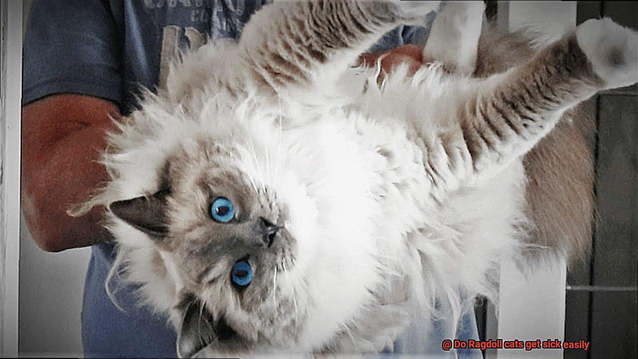 Do Ragdoll cats get sick easily-3