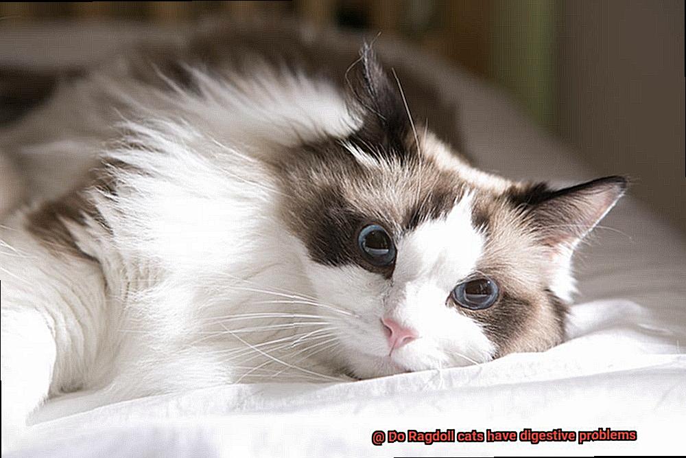 Do Ragdoll cats have digestive problems-2