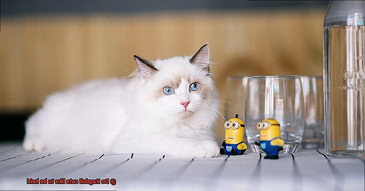 Do Ragdoll cats like to be held?