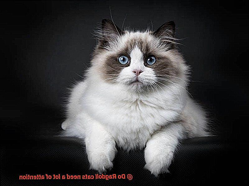 Do Ragdoll cats need a lot of attention?