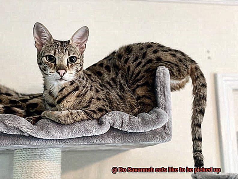 Do Savannah cats like to be picked up-2