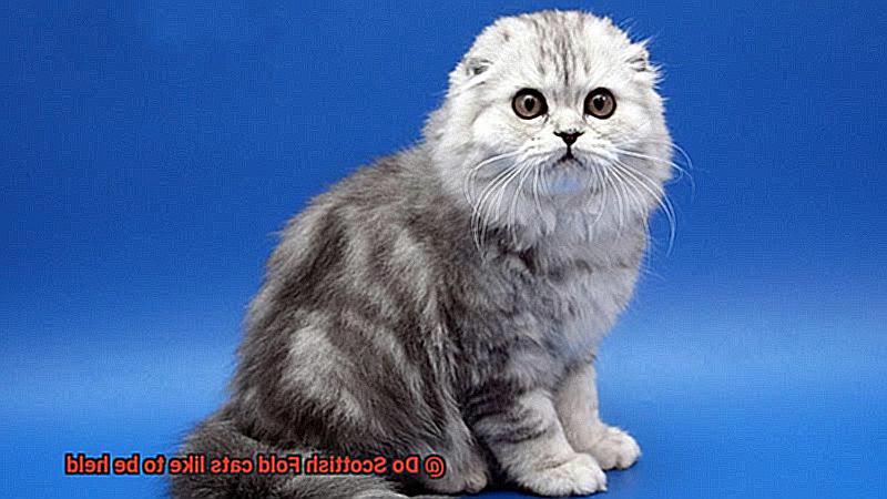 Do Scottish Fold cats like to be held-4