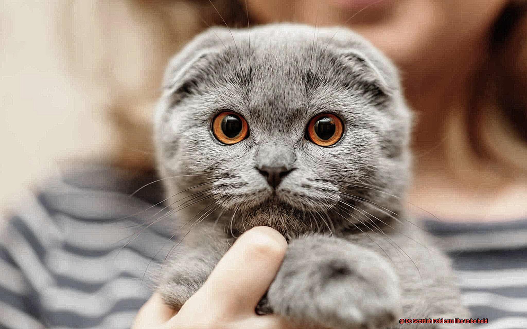 Do Scottish Fold cats like to be held-2