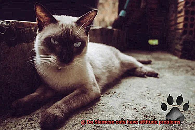 Do Siamese cats have attitude problems-4