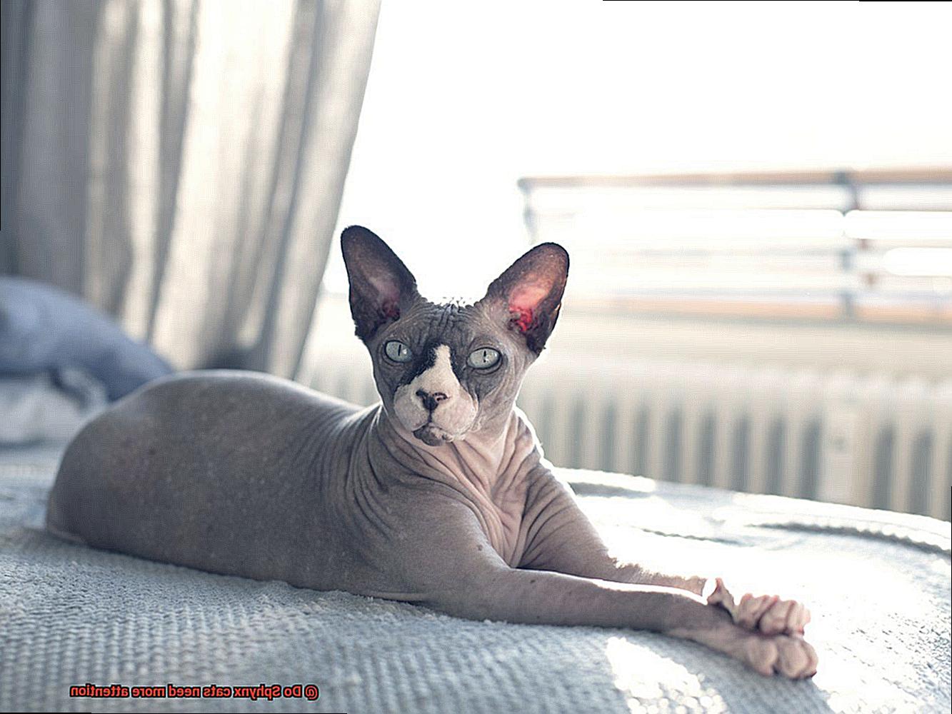 Do Sphynx cats need more attention?