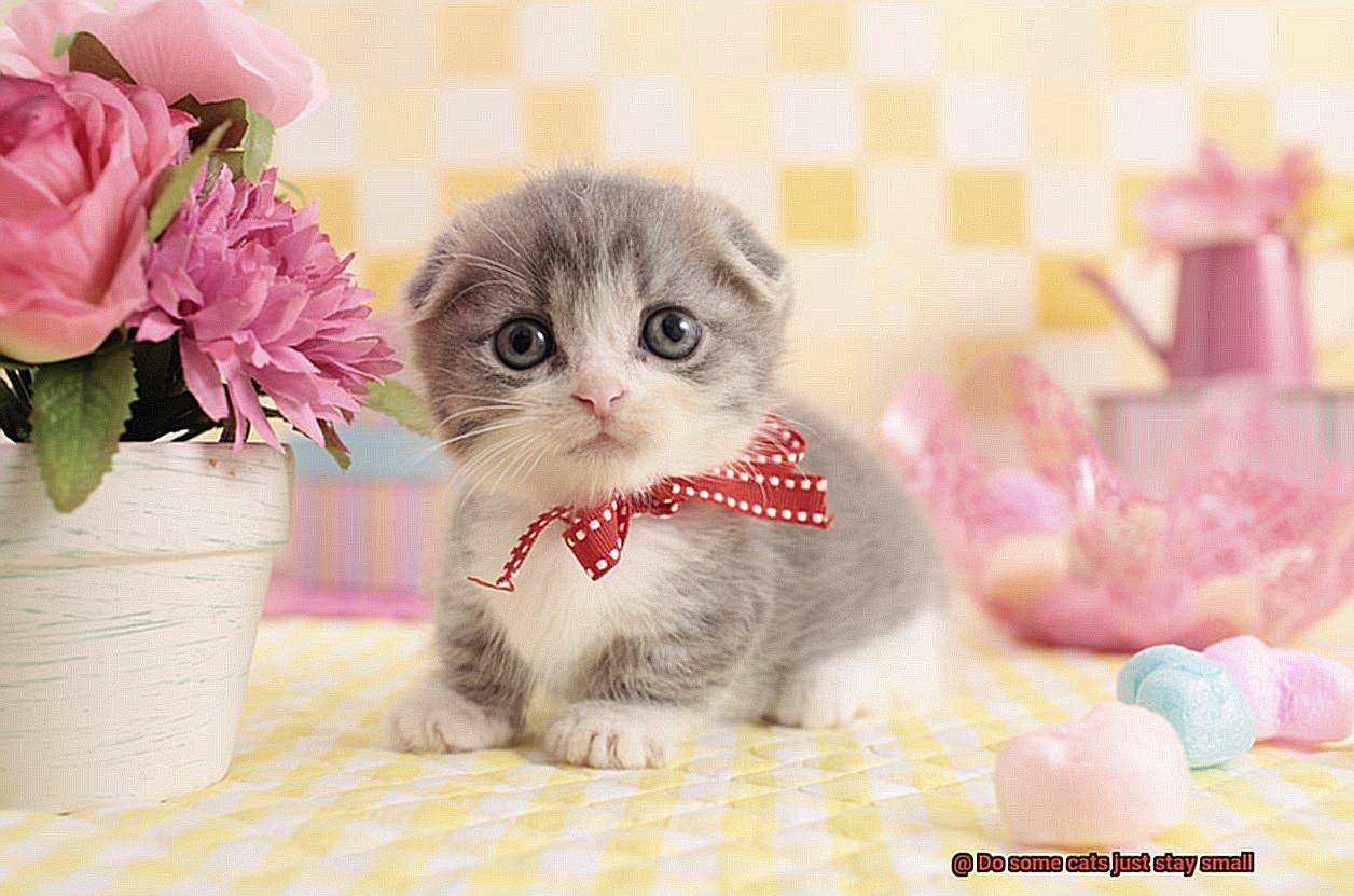 Do some cats just stay small-4