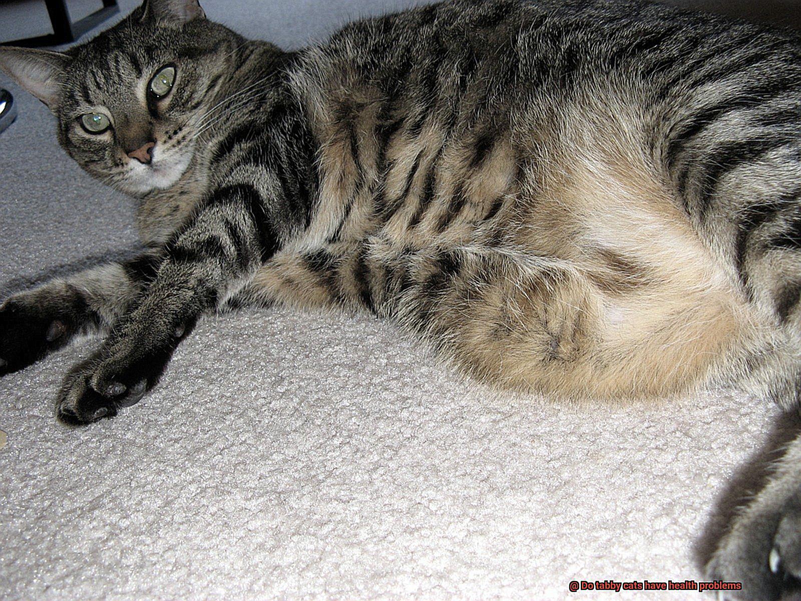 Do tabby cats have health problems?