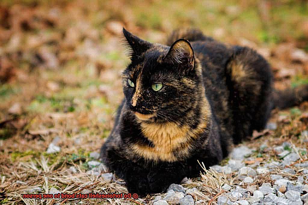 Do tortoiseshell cats bond to one person-6