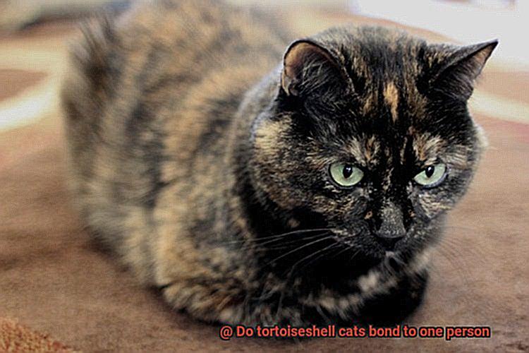 Do tortoiseshell cats bond to one person-5