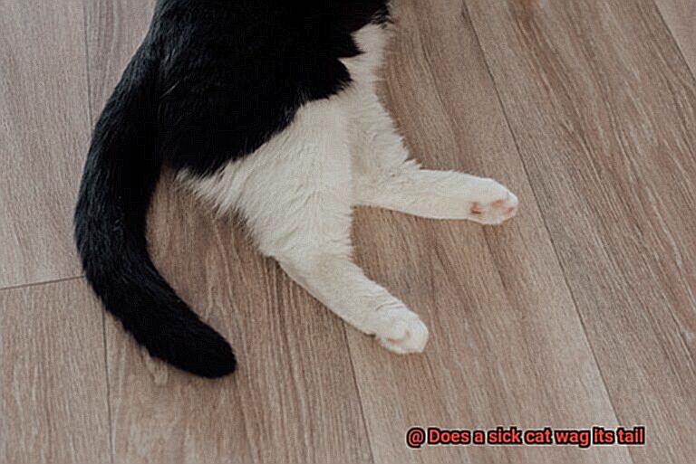 Does a sick cat wag its tail-2