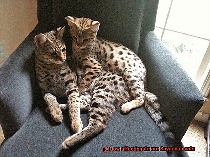 How affectionate are Savannah cats-4